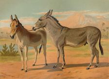 Abyssinian Wild Male Ass & Female Indian Onager c1879. Creator: Unknown