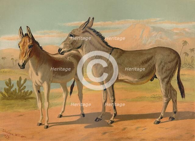'Abyssinian Wild Male Ass & Female Indian Onager', c1879. Creator: Unknown.
