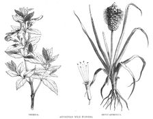 Abyssinian Wild Flowers; A journey through Soudan and Western Abyssinia, with Reminiscences...1875. Creator: Unknown