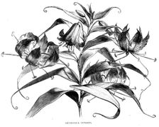 Abyssinian Wild Flowers; A journey through Soudan and Western Abyssinia, with Reminiscences...1875. Creator: Unknown