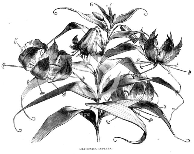 'Abyssinian Wild Flowers; A journey through Soudan and Western Abyssinia, with Reminiscences...1875. Creator: Unknown.