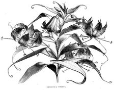 Abyssinian Wild Flowers; A journey through Soudan and Western Abyssinia, with Reminiscences...1875. Creator: Unknown