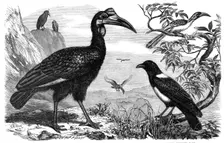 Abyssinian Hornbill, White-Necked Crow, and Small Hornbill, Zoological Society, Regent’s Park, 1865. Creator: Dalziel Brothers
