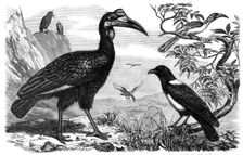 Abyssinian Hornbill, White-Necked Crow, and Small Hornbill, Zoological Society, Regent’s Park, 1865. Creator: Dalziel Brothers