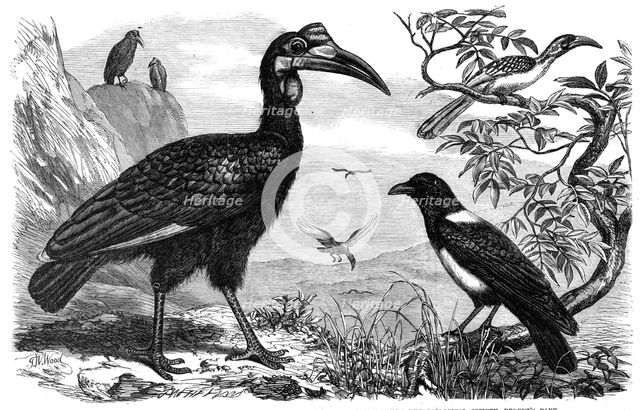 Abyssinian Hornbill, White-Necked Crow, and Small Hornbill, Zoological Society, Regent’s Park, 1865. Creator: Dalziel Brothers.