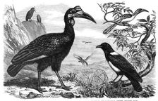 Abyssinian Hornbill, White-Necked Crow, and Small Hornbill, Zoological Society, Regent’s Park, 1865. Creator: Dalziel Brothers
