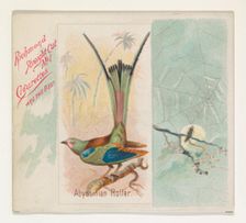 Abyssinian Roller, from the Song Birds of the World series (N42) for Allen & Ginter Cigare..., 1890. Creator: Allen & Ginter