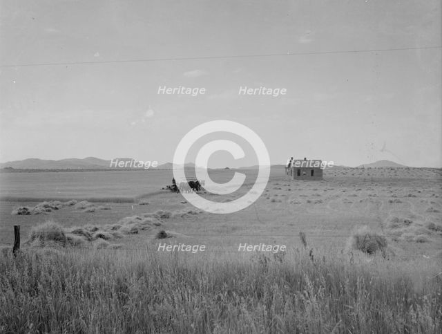 Abandoned tenant house and large-scale wheat field near Kincaid, Texas, 1937. Creator: Dorothea Lange.