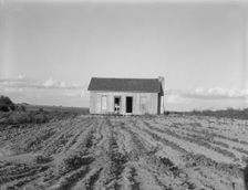 Abandoned tenant house, Childress County, Texas, 1937. Creator: Dorothea Lange