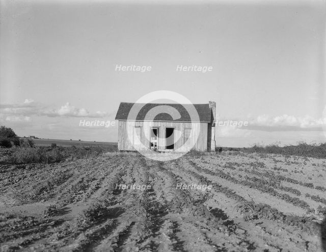 Abandoned tenant house, Childress County, Texas, 1937. Creator: Dorothea Lange.