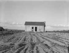 Abandoned tenant house, Childress County, Texas, 1937. Creator: Dorothea Lange