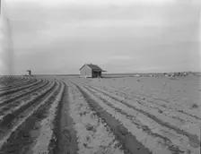 Abandoned tenant house, Hall County, Texas, 1937. Creator: Dorothea Lange