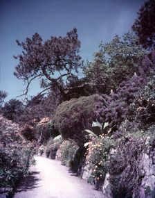 Abbey ruins in Tresco gardens, Scilly Isles, c1955. Creator: Arthur Charles Kirby Ware