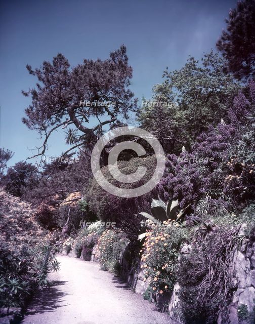 Abbey ruins in Tresco gardens, Scilly Isles, c1955. Creator: Arthur Charles Kirby Ware.