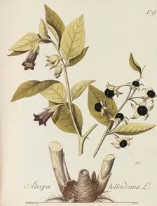 Abbildung aller oekonomischen Pflanzen, 1786-1788. Creator: Kerner, Johann Simon von (1755-1830)
