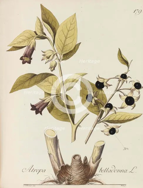 Abbildung aller oekonomischen Pflanzen, 1786-1788. Creator: Kerner, Johann Simon von (1755-1830).