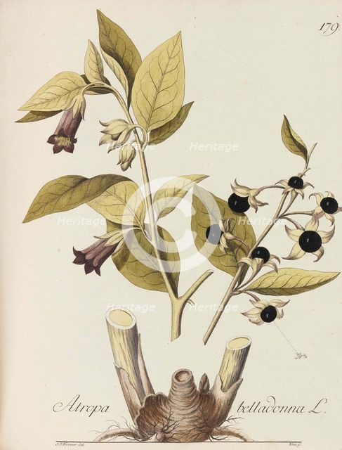 Abbildung aller oekonomischen Pflanzen, 1786-1788. Creator: Kerner, Johann Simon von (1755-1830).