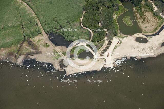 Abbotsbury Swannery, Dorset, 2014. Creator: Historic England Staff Photographer.