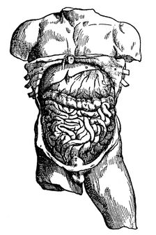 Abdominal cavity and its contents, 1543. Creator: Unknown