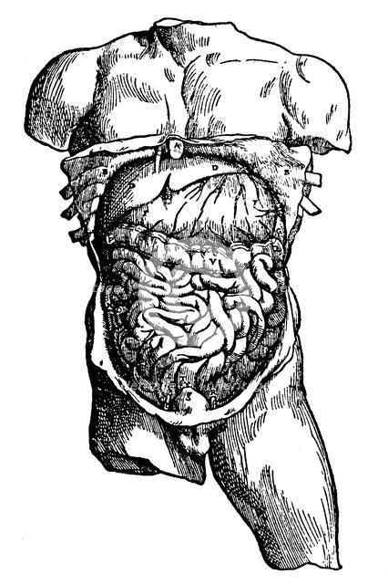 Abdominal cavity and its contents, 1543. Artist: Unknown