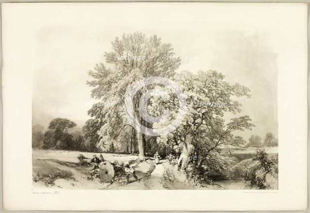 Abele and Oak, from The Park and the Forest, 1841. Creator: James Duffield Harding.