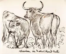 Aberdeen Ox and Shorthorned Bull, 1825-1839. Creator: James Howe