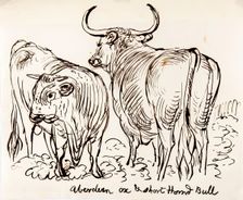 Aberdeen Ox and Shorthorned Bull, 1825-1839. Creator: James Howe