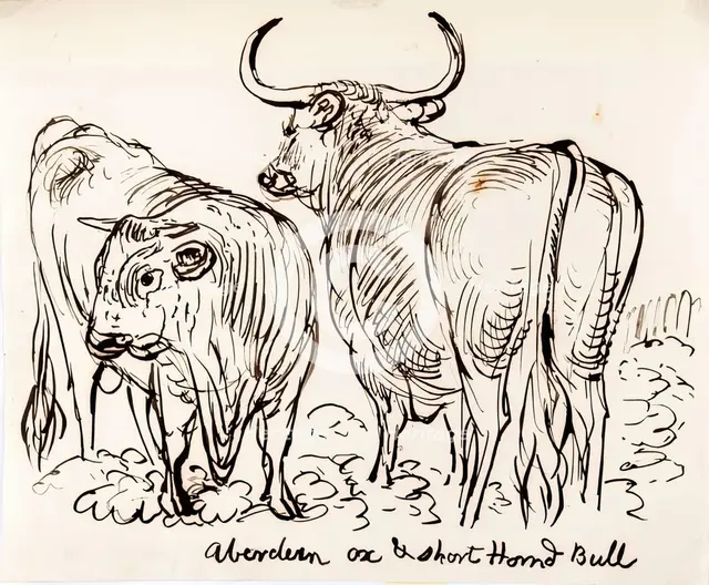 Aberdeen Ox and Shorthorned Bull, 1825-1839. Creator: James Howe.