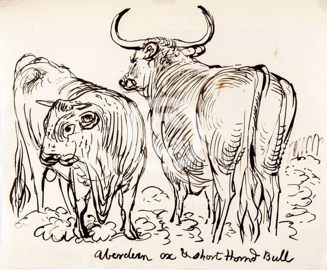 Aberdeen Ox and Shorthorned Bull, 1825-1839. Creator: James Howe.