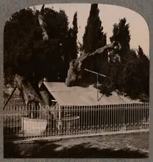 Abraham's Oak near Hebron c1900
