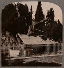 Abraham's Oak near Hebron c1900