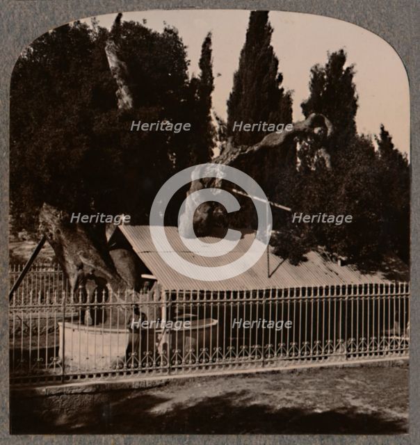'Abraham's Oak near Hebron', c1900. Artist: Unknown.
