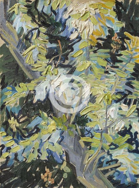Acacia in Flowers. Creator: Vincent van Gogh.