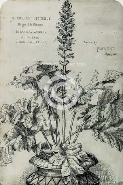 Acanthus Spinosus, Presentation Drawings, 1877. Creator: Peter Bonnett Wight.