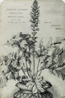 Acanthus Spinosus, Presentation Drawings, 1877. Creator: Peter Bonnett Wight