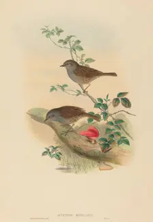 Accentor modularis (Dunnock). Creators: John Gould, Henry Constantine Richter
