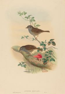 Accentor modularis (Dunnock). Creators: John Gould, Henry Constantine Richter