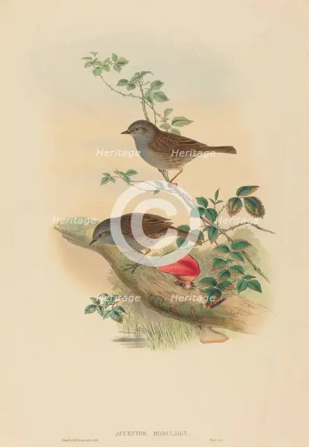 Accentor modularis (Dunnock). Creators: John Gould, Henry Constantine Richter.