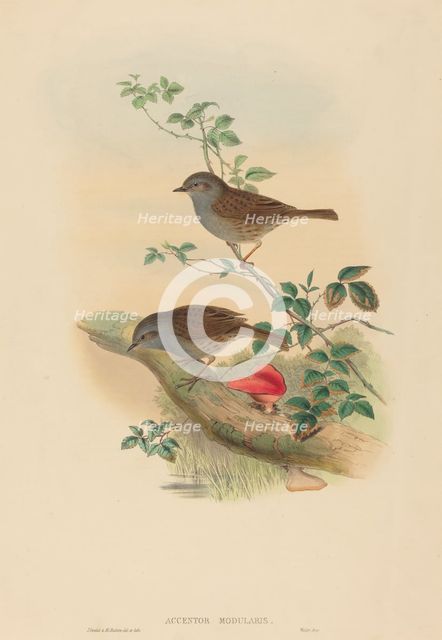 Accentor modularis (Dunnock). Creators: John Gould, Henry Constantine Richter.