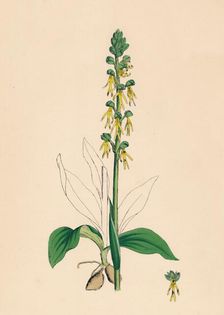 Aceras anthropophora. Man Orchis 19th Century