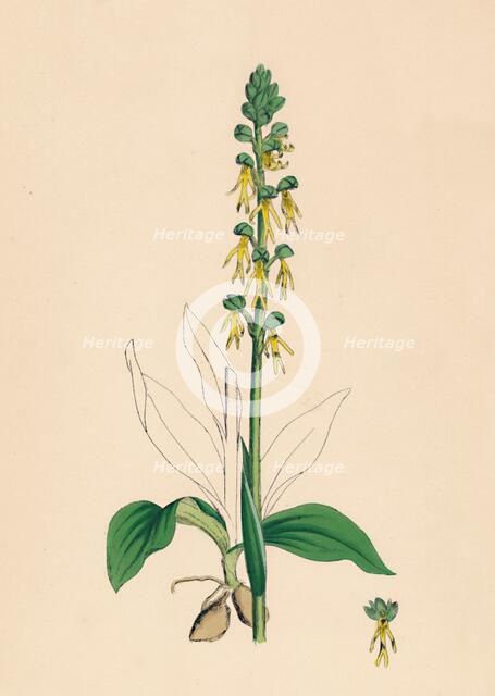 'Aceras anthropophora. Man Orchis', 19th Century. Artist: Unknown.