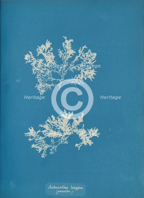Achnanthes longipes. (parasitic.), ca. 1853. Creator: Anna Atkins.