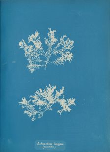 Achnanthes longipes. (parasitic.), ca. 1853. Creator: Anna Atkins