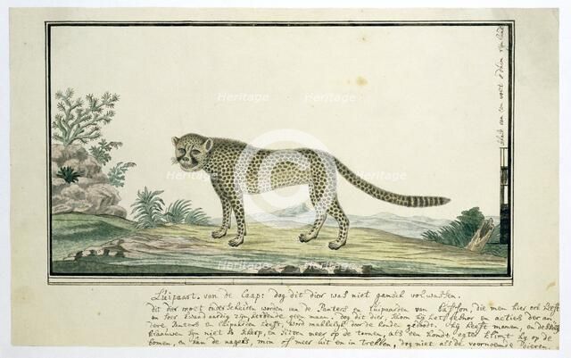 Acinonyx jubatus (Cheetah), 1777-1786. Creator: Robert Jacob Gordon.