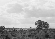 Acoma, New Mexico area views, between 1899 and 1928. Creator: Arnold Genthe