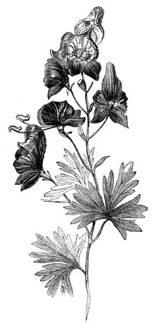 Aconite (Aconitum napellus), Monkshood, or Wolfsbane, 1856. Creator: Unknown