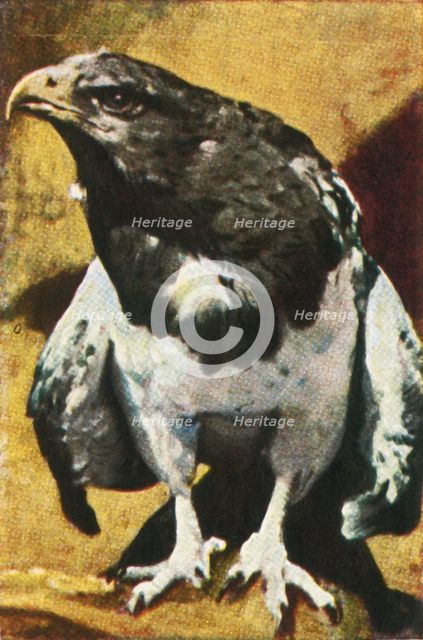 Adult Aguja, c1928. Creator: Unknown.