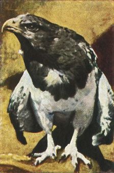 Adult Aguja, c1928. Creator: Unknown