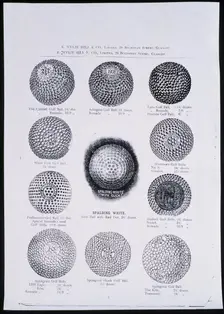 Advertisement for golf balls, Scottish, c1900s. Creator: Unknown
