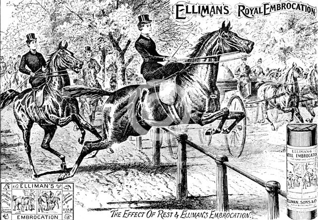 Advertisement for Elliman's Royal Embrocation, 1895. Creator: Unknown.